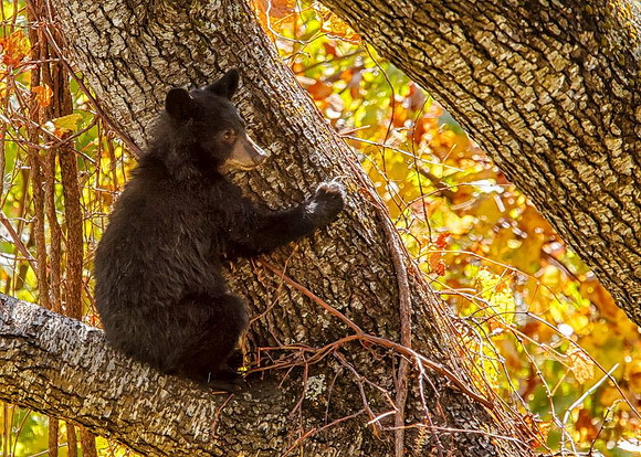 Bearly Holding On
