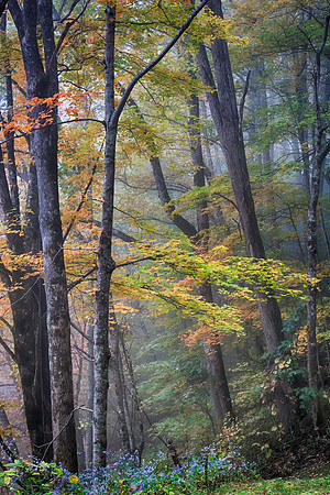 Autumn Splendor