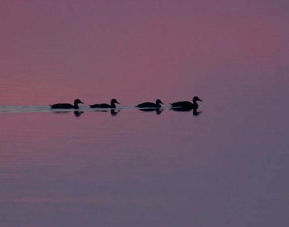 Sunset Swim