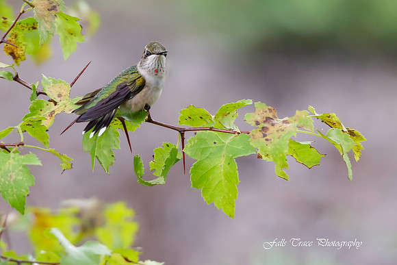 Ruby Throated Hummingbird