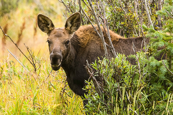 Elk Calf