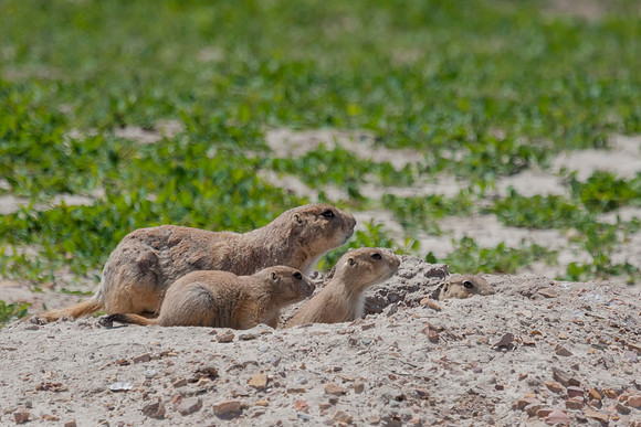 Prairie Dog Family