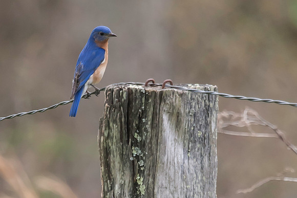Fence Sitting