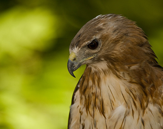 Red Tail Hunting