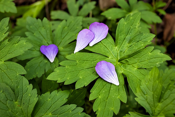 Wild Geranium Essence