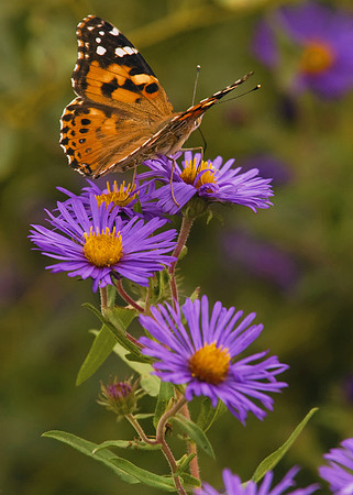 Aster and Butterfly