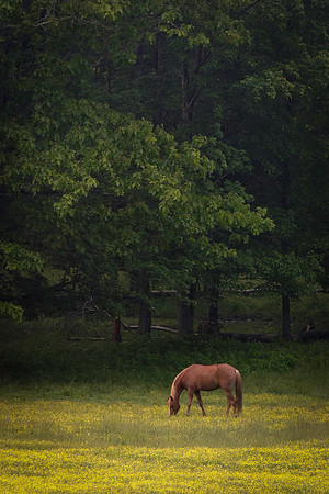 Pastoral