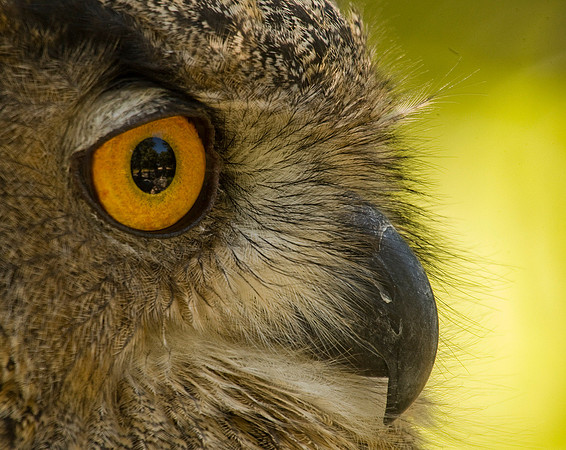 Wise Eye