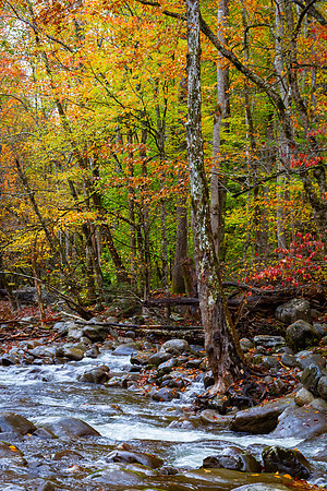 Autumn Stream 2