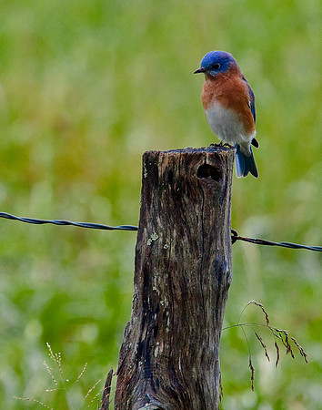 Sentry Post