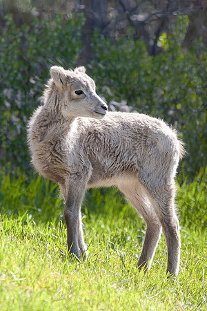 Mountain Goat Kid