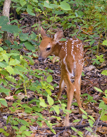 First Steps