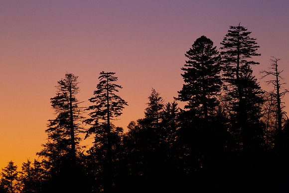 Sunset Silhouette