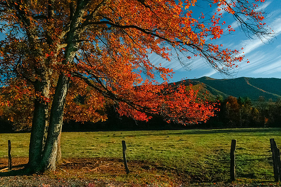 Autumn Blaze