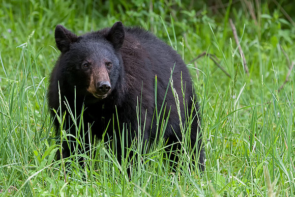 Smoky Mountain Attitude