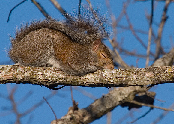 Sleepy Squirrel