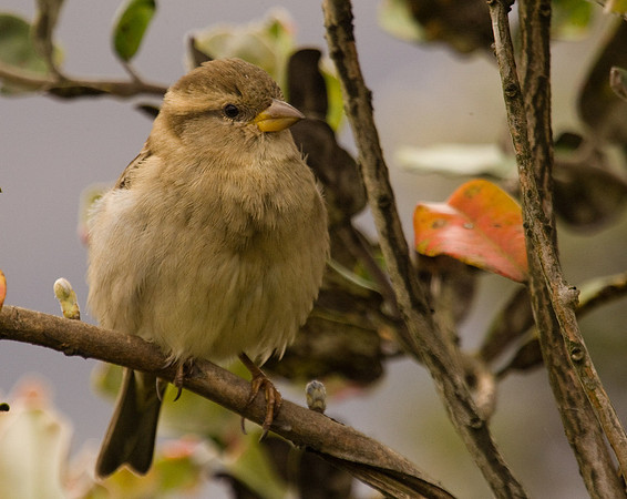 Feathered Dignity