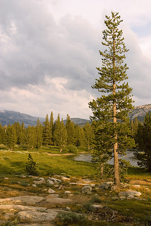 Tuolumne Meadows