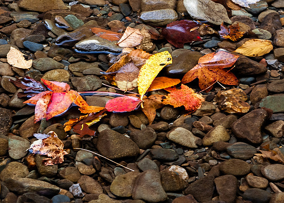Autumn Leaves in Stream
