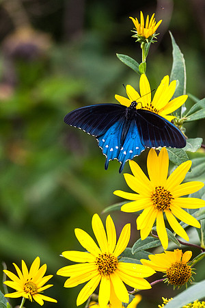 Pipevine Swallowtail