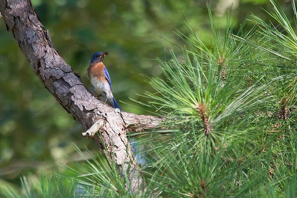 Bluebird on Pine