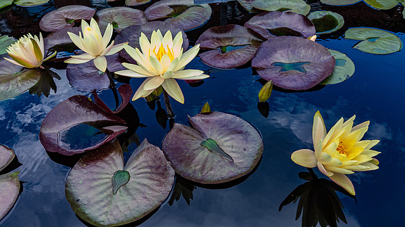 Beauty of the Lilies