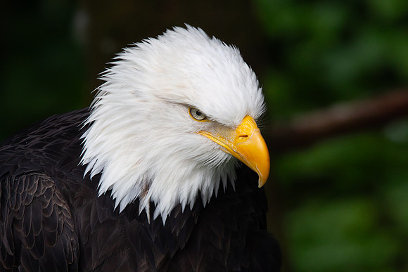 Bald Eagle 2
