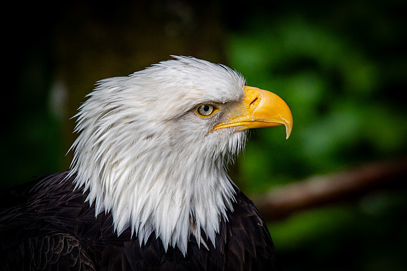 Bald Eagle 1