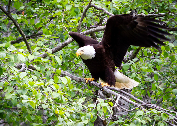On the Edge of Flight