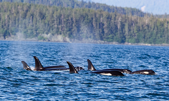 Orca Flow