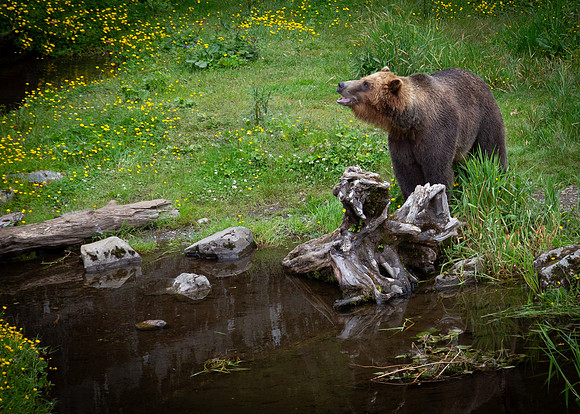Alaskan Coastal Brown Bear 1