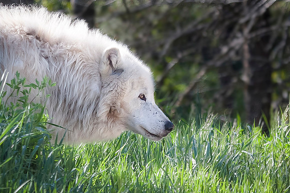 Arctic Stare