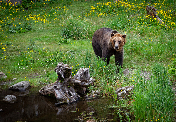 Alaskan Coastal Brown Bear 2
